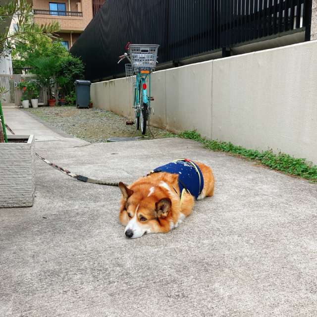 パン・デ・フィロゾフ