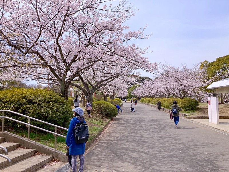 久良岐公園の桜